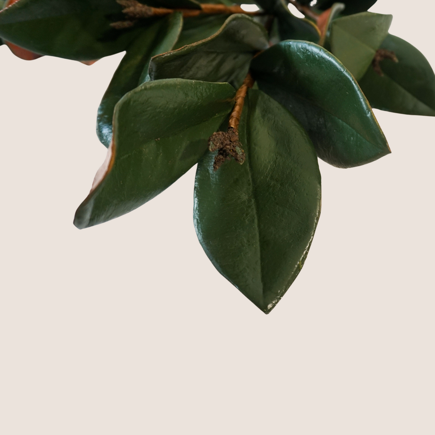 Close up of lifelike magnolia stems - high gloss to look preserved. 3 stems against blush backdrop with dormant fruit buds on stems.