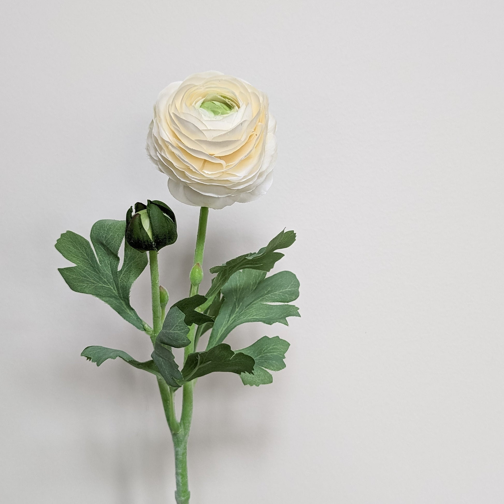 Artificial real touch blooming ranunculus flower in cream with bud against white backdrop.