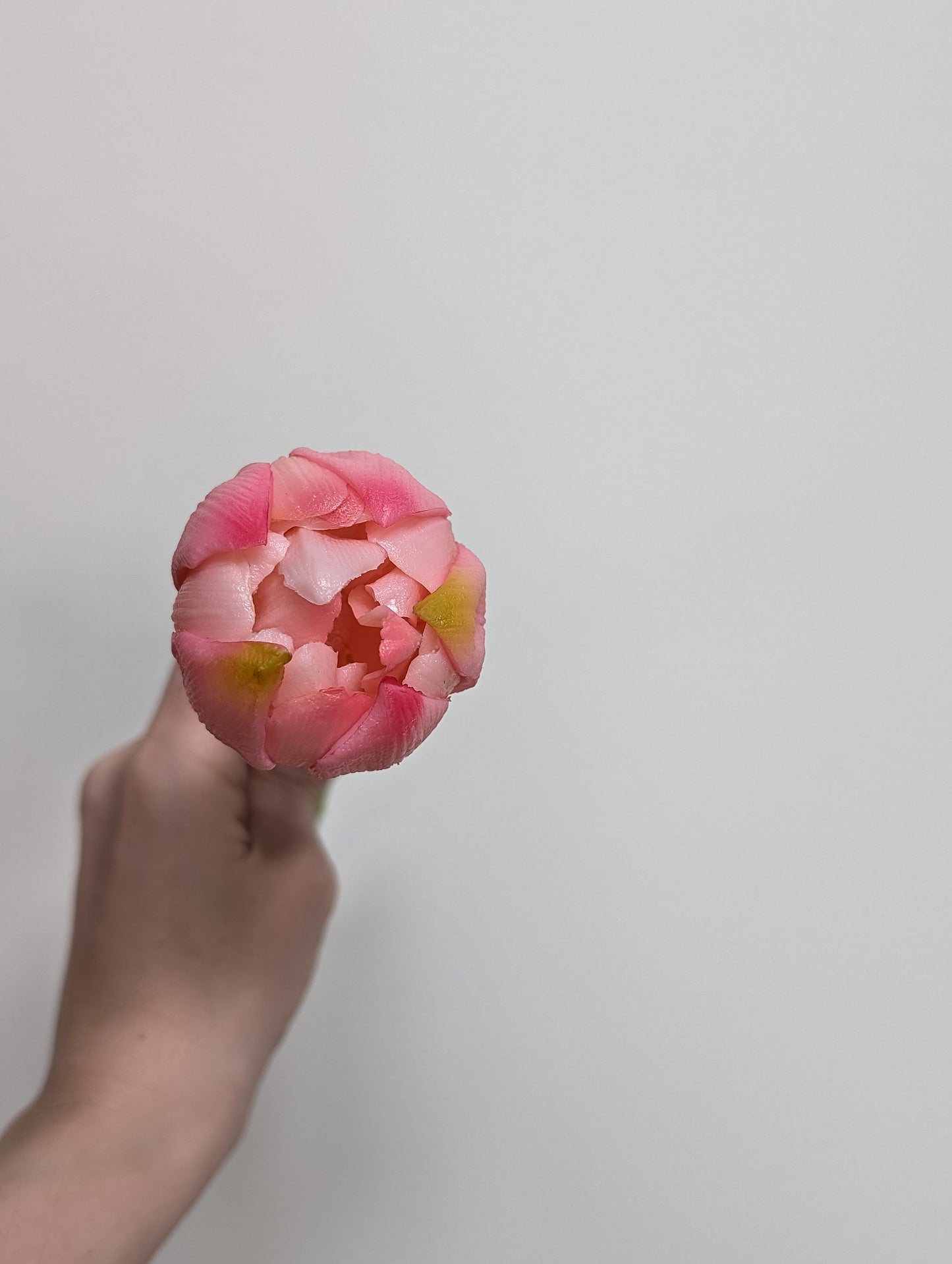 Artificial tulip in pink shown head-on to showcase gradients of pink and yellow, mid-bloom, pictured against a white background.