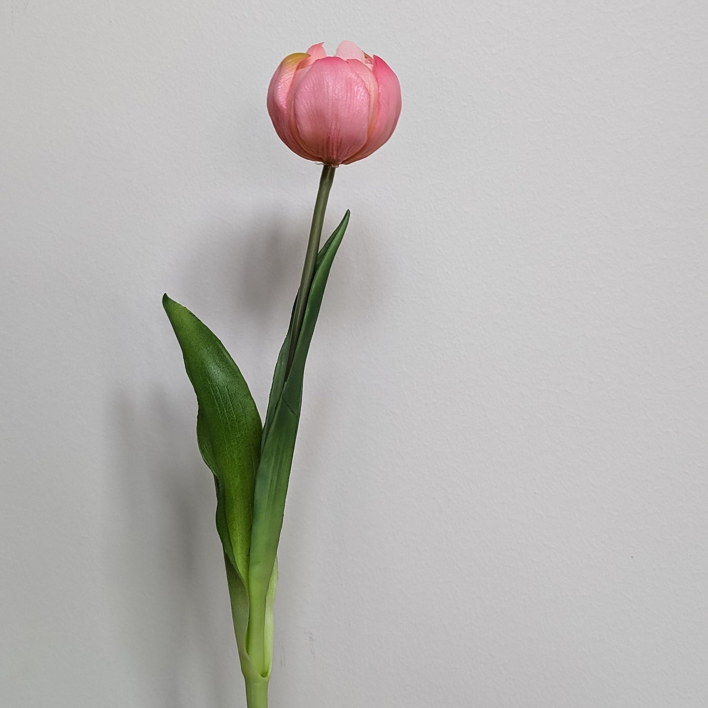 Artificial tulip in pink with gradients of yellow, mid-bloom, pictured against a white background.