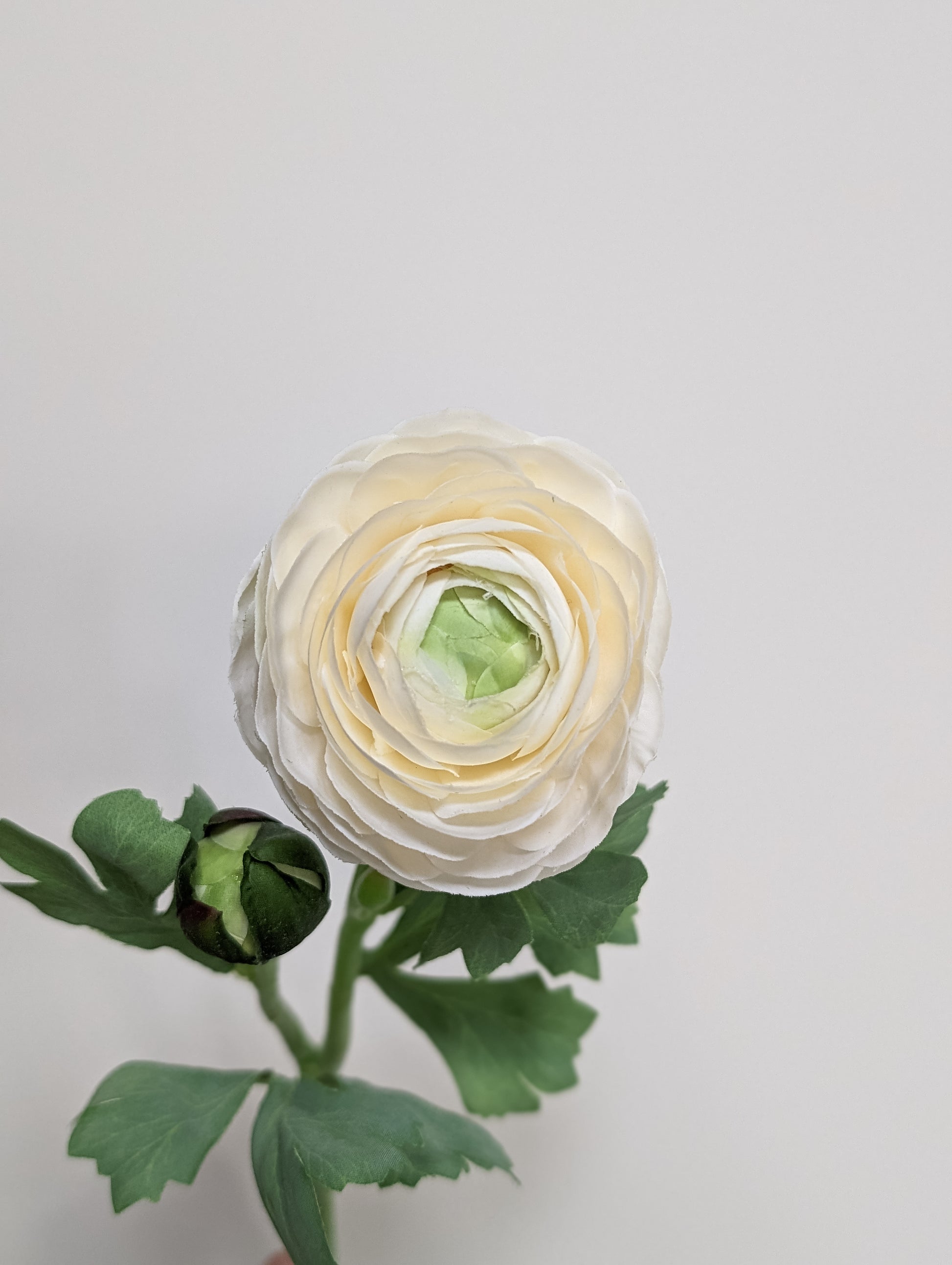 Artificial real touch blooming ranunculus flower in cream with bud for spring home decor. 