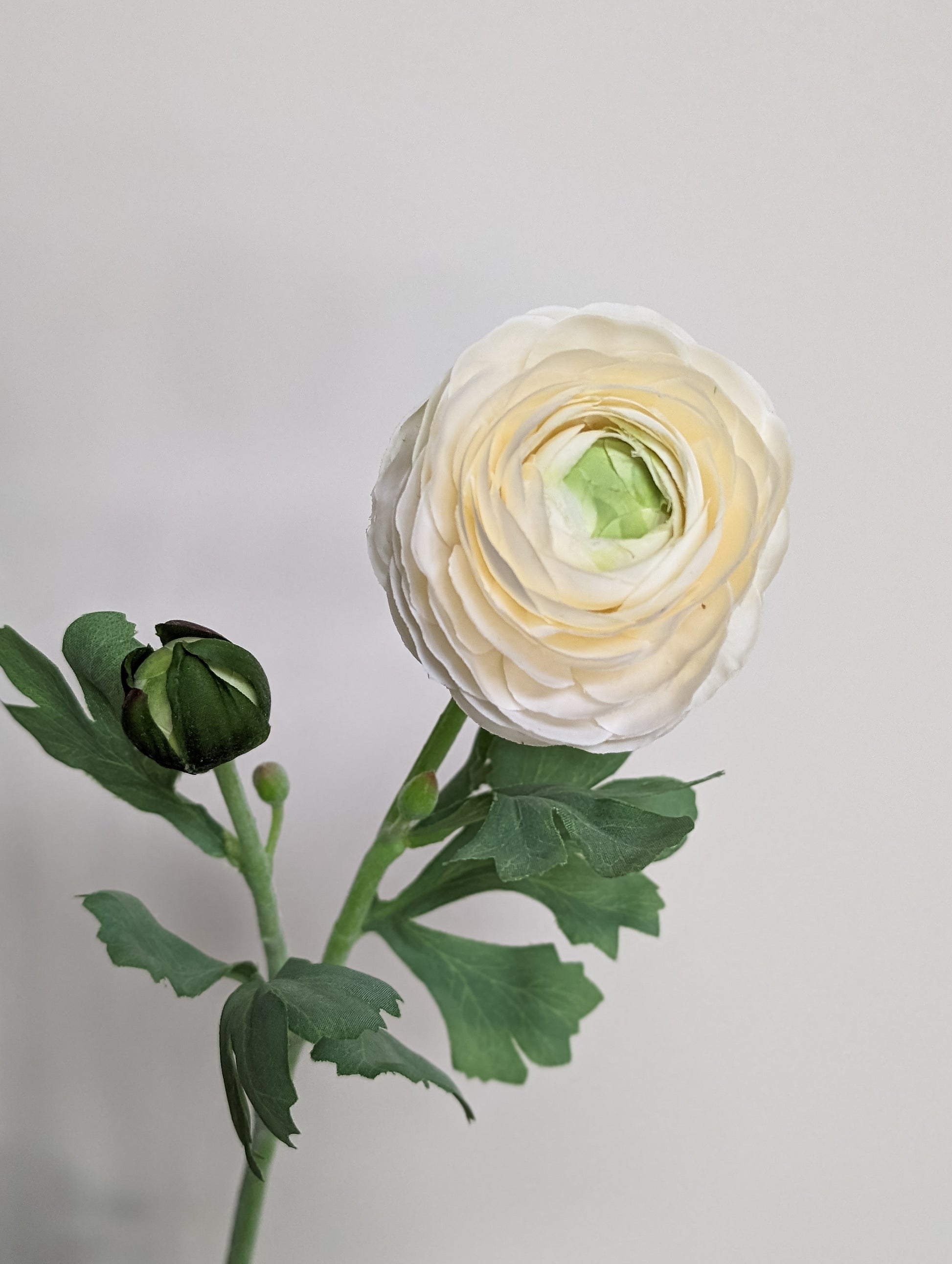 Artificial real touch blooming ranunculus flower in white with bud and lifelike for spring home decor.
