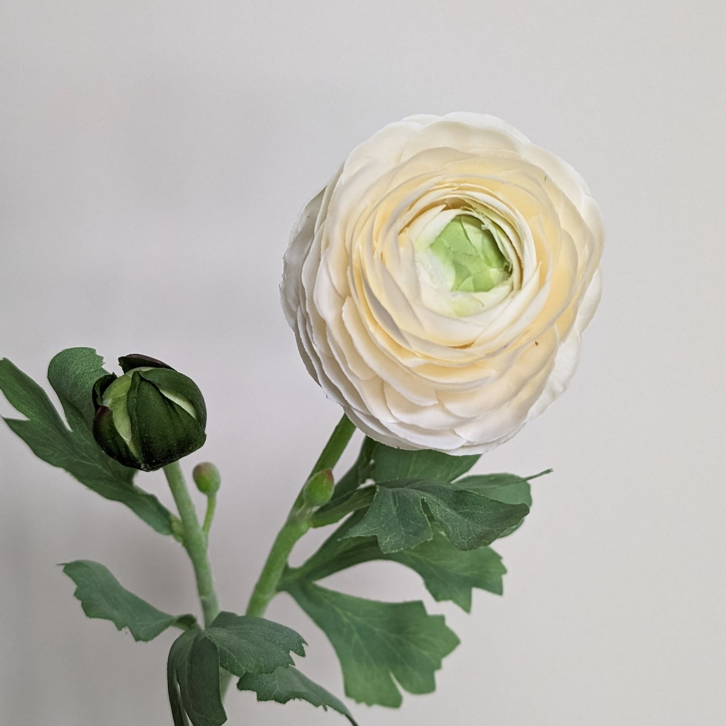 Artificial real touch blooming ranunculus flower in white with bud and lifelike for spring home decor.