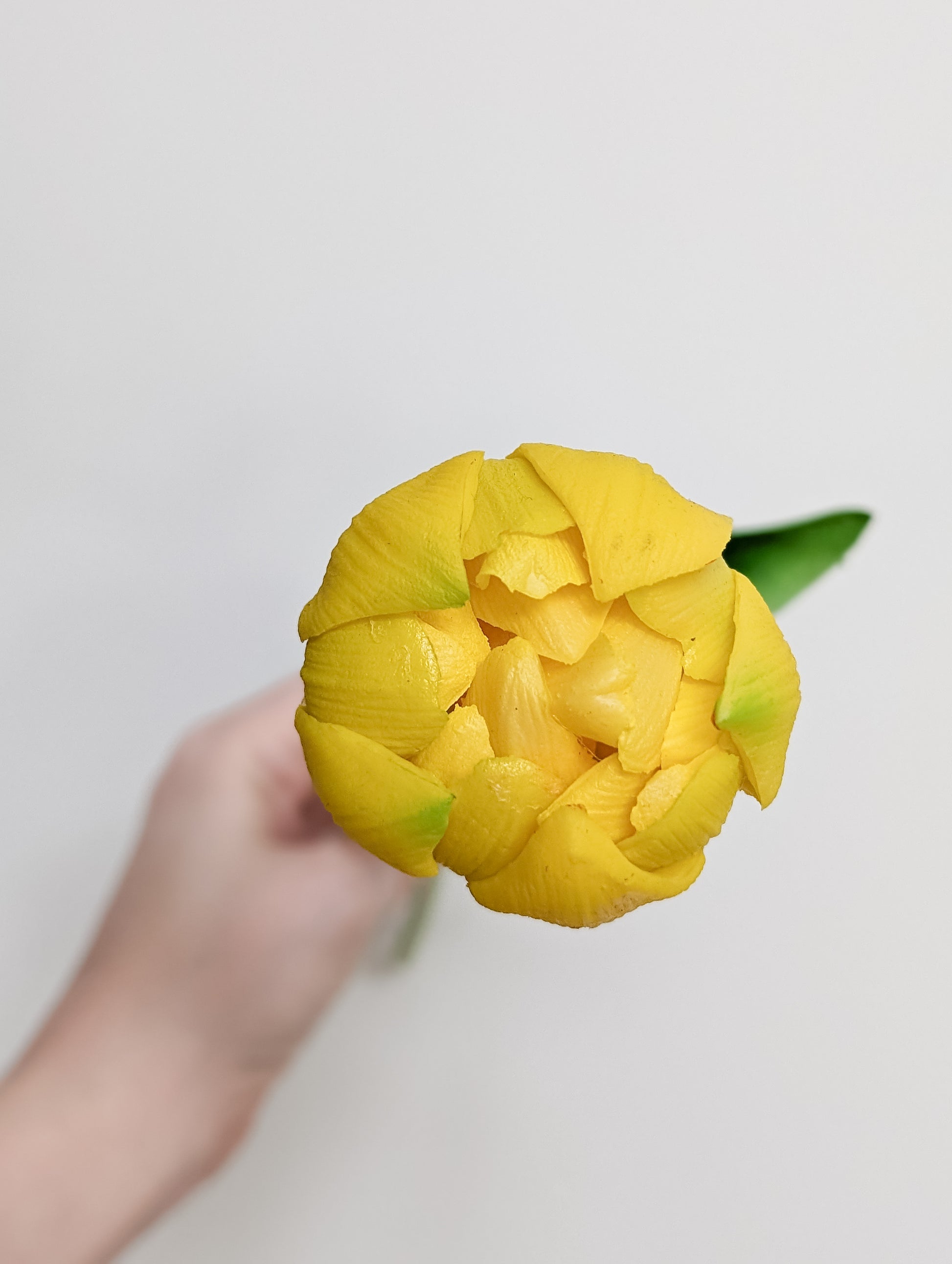 Artificial tulip in yellow shown head-on to showcase gradients of yellow and bits of light green, mid-bloom, pictured against a white background.