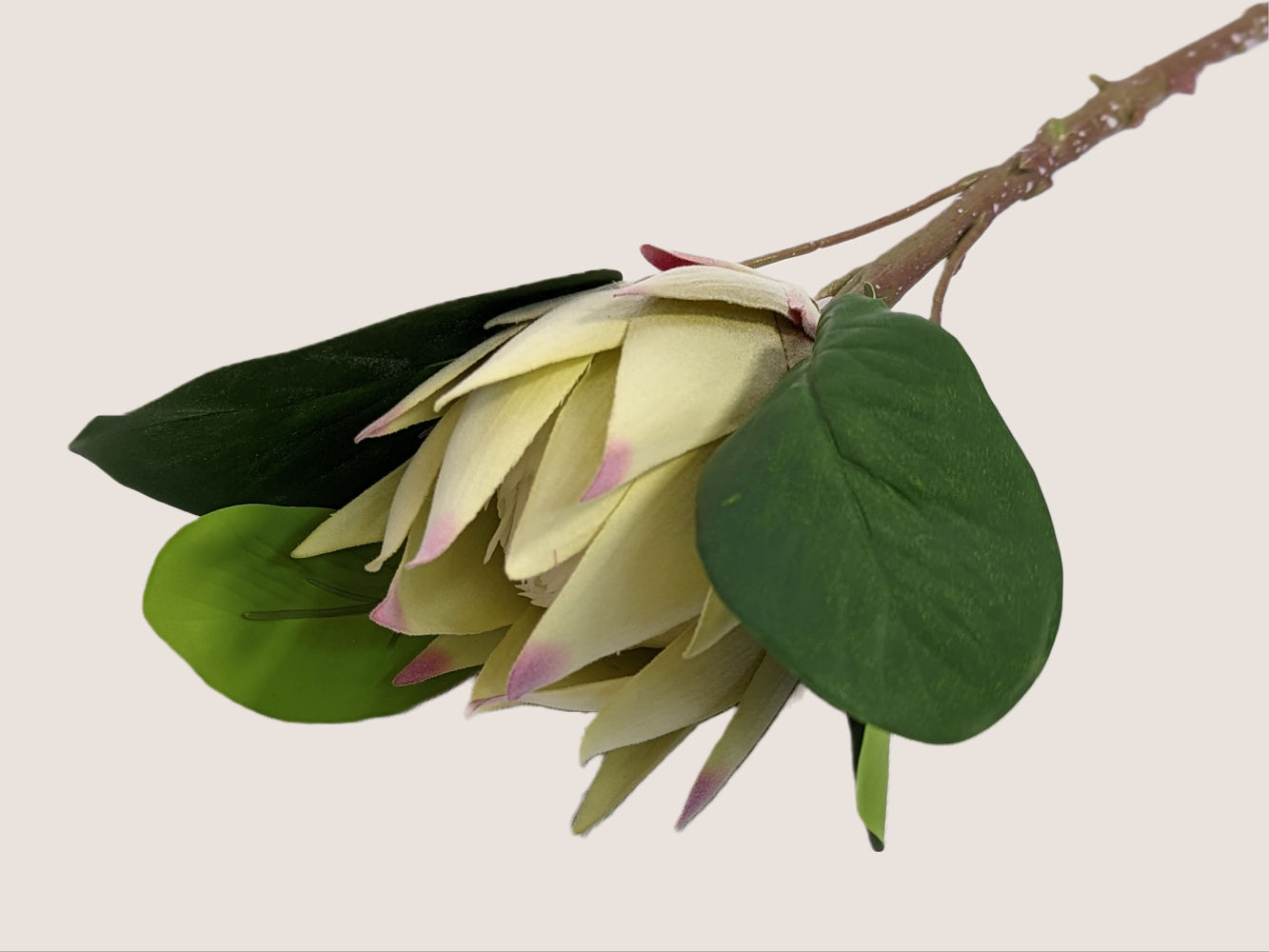 Artificial king protea flower with cream and pink petals, brown and green stem, and dark green leaves. The stem is 28 inches tall and the single flower head has a slightly fuzzy texture. Against a neutral beige background.