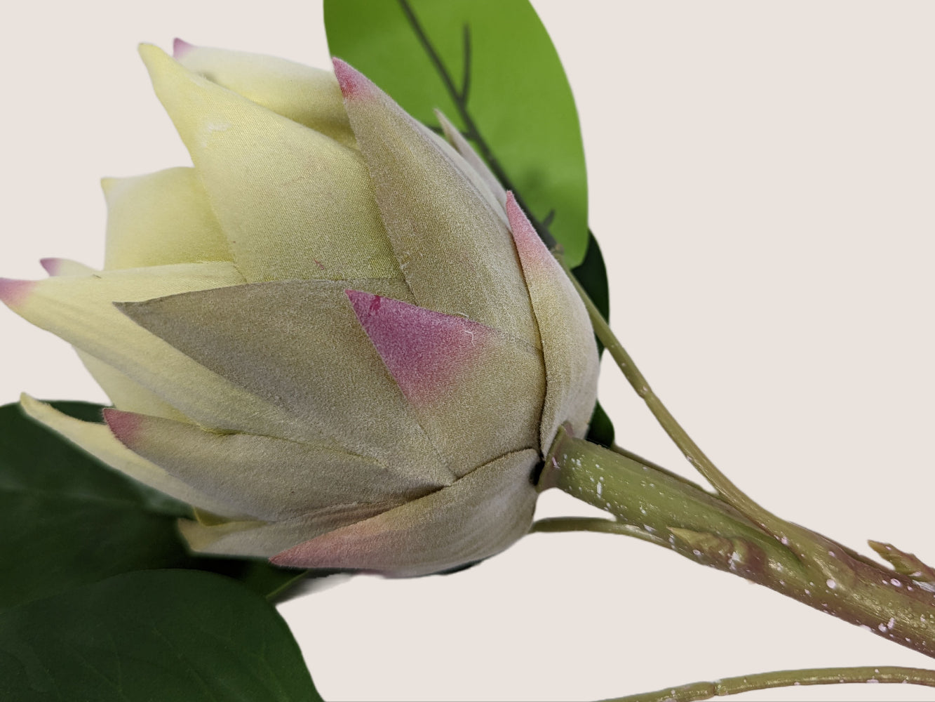Artificial king protea flower with cream and pink petals, brown and green stem, and dark green leaves. The stem is 28 inches tall and the single flower head has a slightly fuzzy texture. Against a neutral beige background.