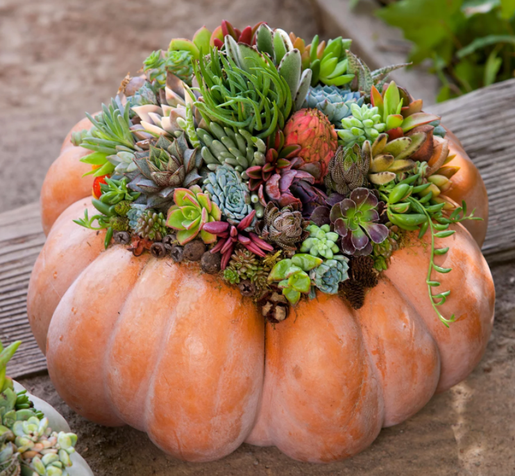 Pumpkin Decoration Ideas: How to Spruce up Your Home This Fall