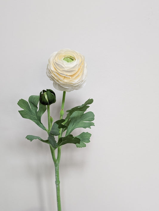 Artificial real touch blooming ranunculus flower in cream with bud against white backdrop. 