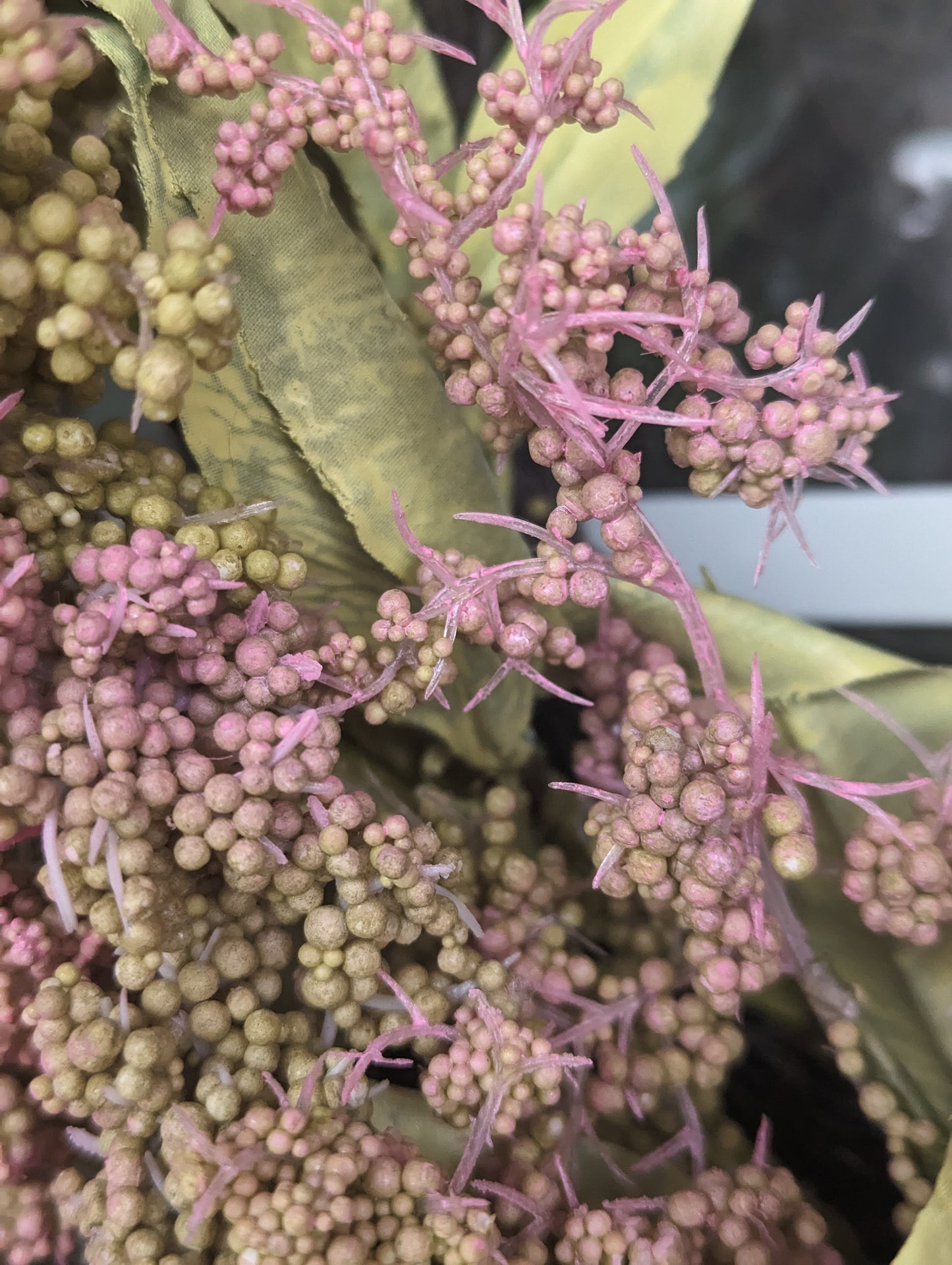 Close up of green and pink bud clusters and green leaves.