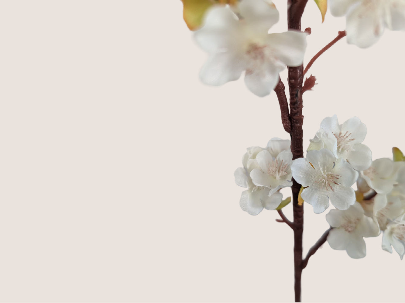 Close up of cream-colored cherry blossom stem against a beige background. The 40-inch stem features three branches with light green buds and brown lifelike stems. Mauve and pink stamens add to the realistic appearance of the artificial flowers.