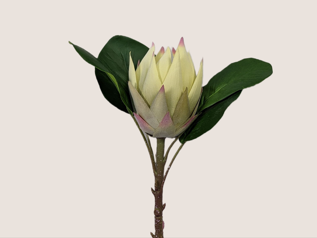 Artificial king protea flower with cream and pink petals, brown and green stem, and dark green leaves. The stem is 28 inches tall and the single flower head has a slightly fuzzy texture. Against a neutral beige background.