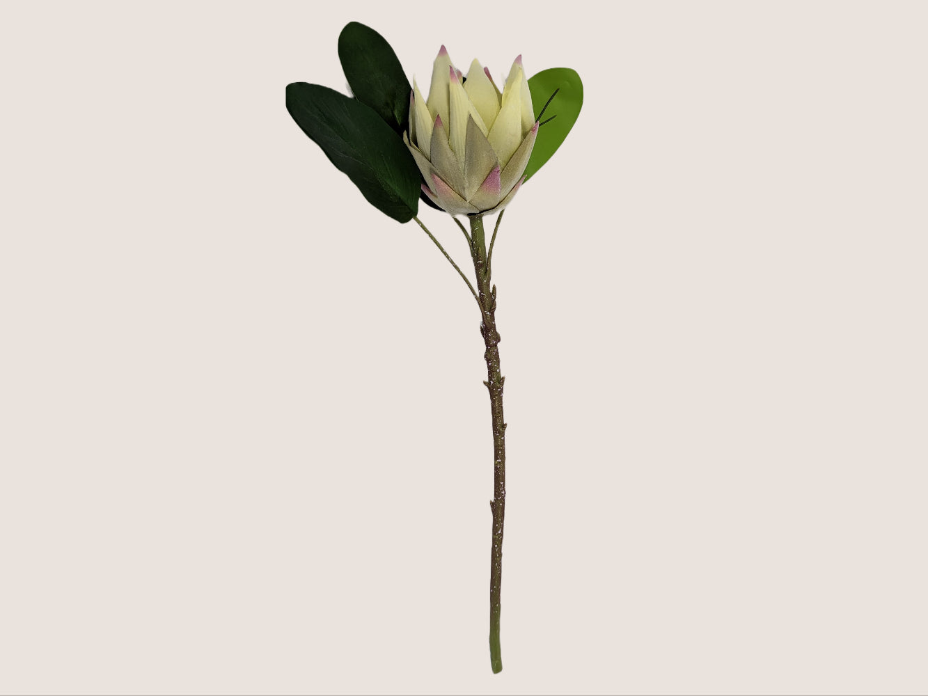 An artificial king protea flower with cream and pink petals and a dark green stem and leaves on a white background. The flower head is about 6 inches in diameter and has a slightly fuzzy texture. The stem is 28 inches long and can be bent or cut to fit different vases. Flower is pictured against a neutral beige background.